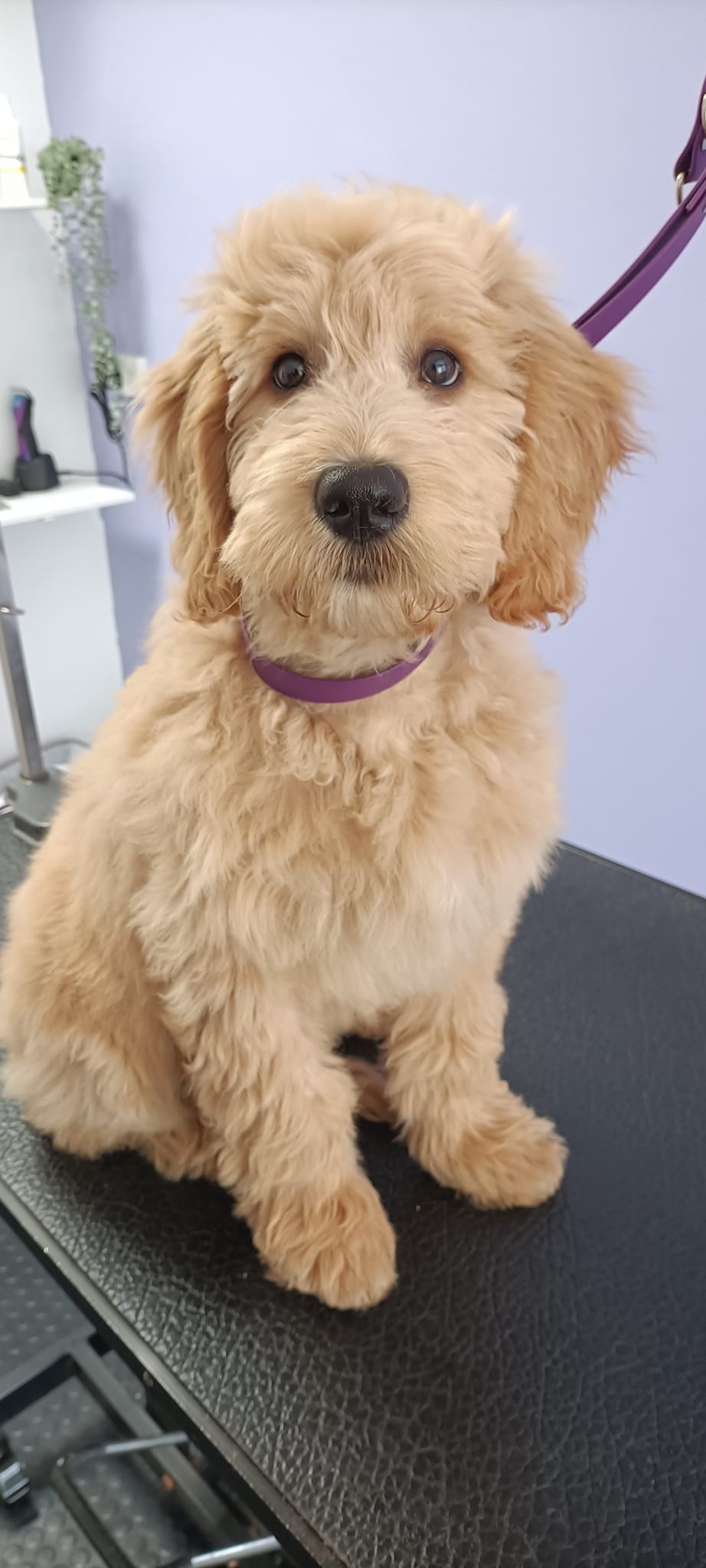 Freshly groomed pup