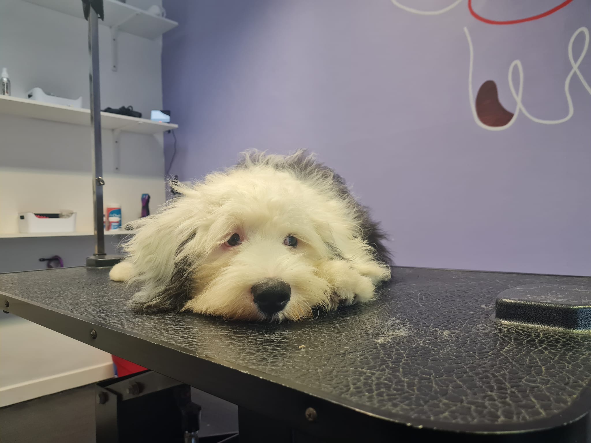 Beautifully groomed pup
