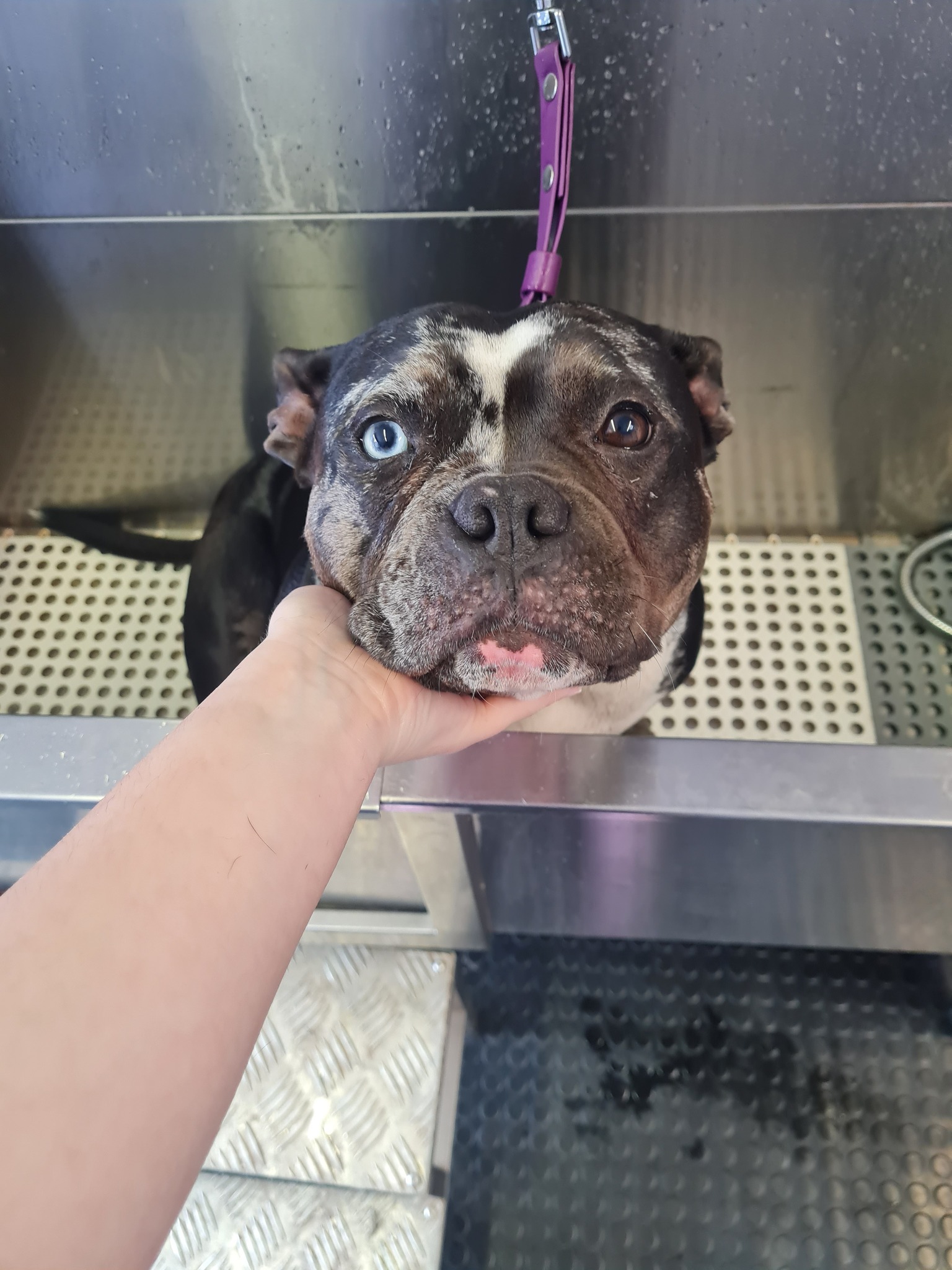 Perfectly groomed pup