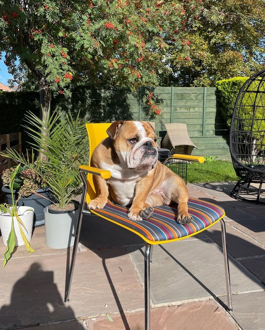 Pampered pup